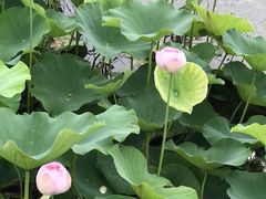 -荷塘月色湿地公园·向阳花洲