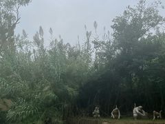 -泗洪洪泽湖湿地景区