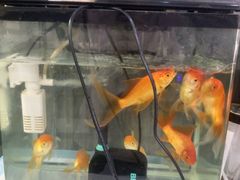 -严国平动物医院(德政总院)