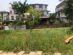 -田园东方蜜桃村的田野营地