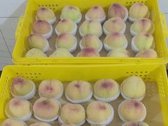 -老袁家蜜桃农场·阳山水蜜桃