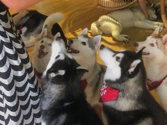 -Husky Go! 哈士奇体验馆·宠物咖啡厅狗咖