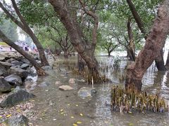 -宝安西湾红树林湿地公园