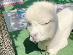 -萌宠亲子动物乐园(槐房万达店)