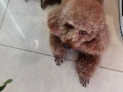 -圣宠宠物(平吉花卉市场店)