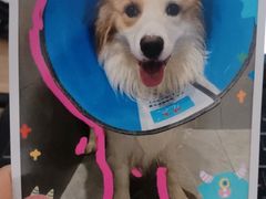 -伟伟宠物医院·CT影像中心·瑞派犬猫综合性门诊(汉口总院)