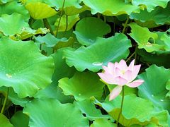 -深圳仙湖植物园