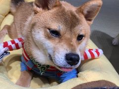 -逗柴咖啡屋·狗咖猫咖宠物桌游