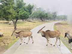 -西安秦岭野生动物园