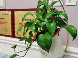 -薇兰专业脱毛连锁机构