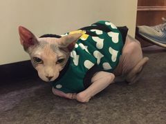 -猫色咖啡·猫咖