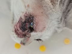 -纳吉亚猫专科动物医院(康都外科中心)