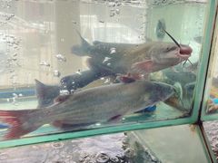 -桃源村铁锅炖鱼(体育馆道店)