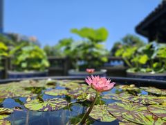 -无锡蠡湖国家湿地公园-蠡园