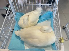 -怪兽屋·羊驼·猫咖·狗咖(俊华广场店)