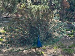 -西霞口神雕山野生动物世界