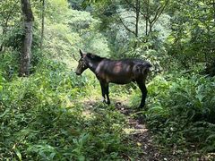 -西岭雪山大飞水景区