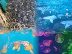 -烟台海昌鲸鲨海洋公园