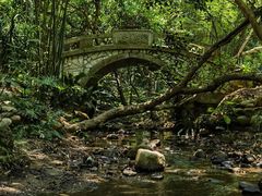 -深圳仙湖植物园