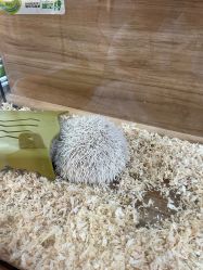 -Moni星球萌宠·小马宝莉·灵蛇·高端高阶全萌宠互动体验俱乐部(红豆国际广场店)