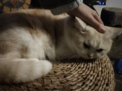 -猫猫幼稚园·撸猫·桌游·电玩