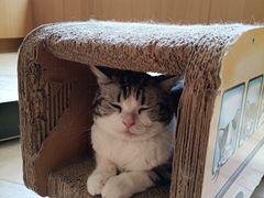 -CAT’S MEWSTAR CAFE·喵星球猫屋(晴湾咖啡店)