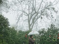 -南山植物园