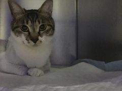 -安安宠医·安宠宠物医院