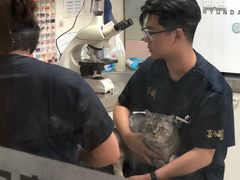 -喜多萌中农锦绣动物医院24H·猫科·牙科MRI·CT