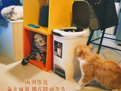-平行世界·猫咖(首经贸店)