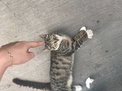 -左撇子私房面