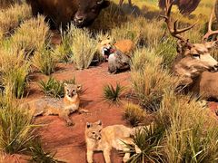 -陕西自然博物馆