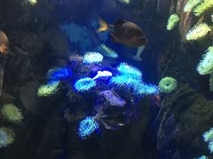 -瑞普利水族馆