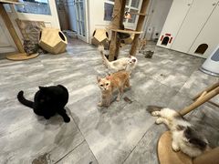 -楼上猫咖(罗湖店)