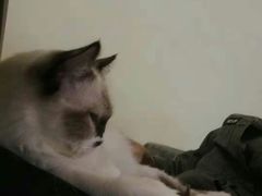 -猫色咖啡·猫咖