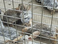 -歌斐颂巧克力小镇