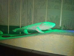 -世界恐龙谷景区