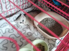 -欣宠猫屋·矮脚拿破仑·蓝金金渐层