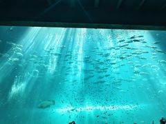 -富国岛珍珠游乐园