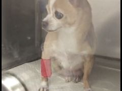 -爱侣宠医·鹦鹉专科·小型哺乳类·异宠专科(灵石路店)