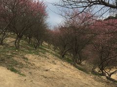 -新建村梅花