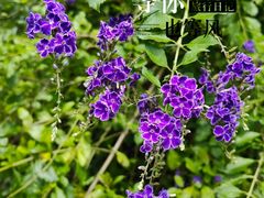 -梅州雁山湖国际花园度假区