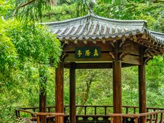 -天目山大树王景区