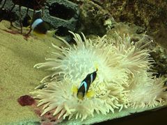 -北戴河圣蓝海洋公园