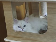 -70cat德文卷毛猫·缅因猫纯种猫舍