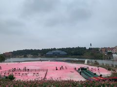 -大塘金香草谷