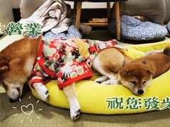 -逗柴咖啡屋·狗咖猫咖宠物桌游
