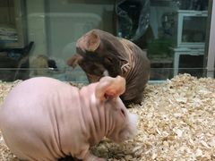 -藦茜花园宠物主题亲子互动体验馆(国顺东路店)