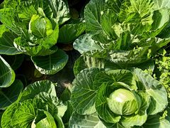 -万源龙顺度假庄园生态观光园