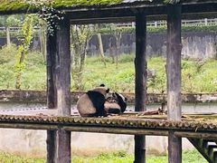 -碧峰峡风景区